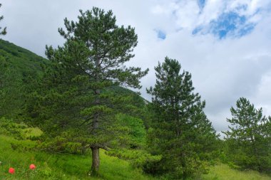 Majella bölgesinde bir grup köknar ağacı.
