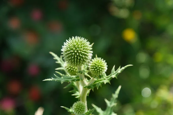 Closeup Some Wild Flower Buds — Stock Photo, Image