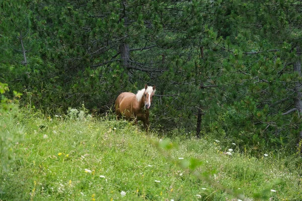 Braunes Pferd Beim Essen Einem Kiefernwald Der Bergregion Der Majalla — Stockfoto