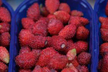 İçinde ünlü nemi çilekleri olan sepetler.