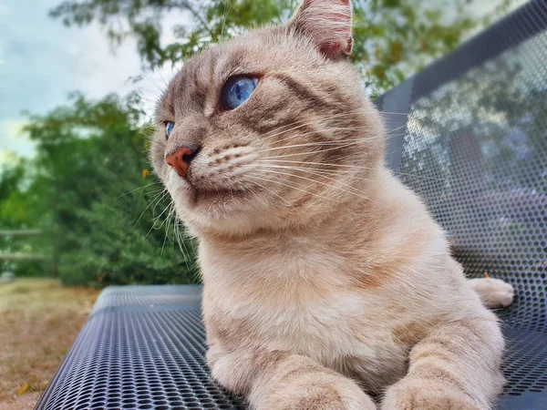 青い目の国内猫のクローズアップ — ストック写真