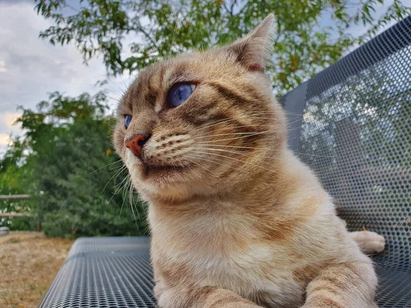 Primer Plano Gato Doméstico Ojos Azules — Foto de Stock