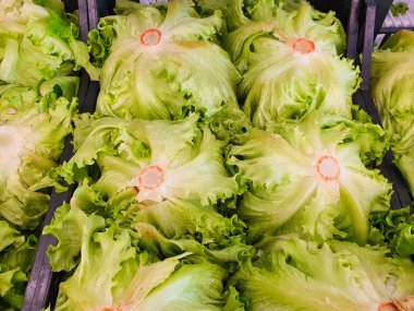 Satılık salata bitkileri