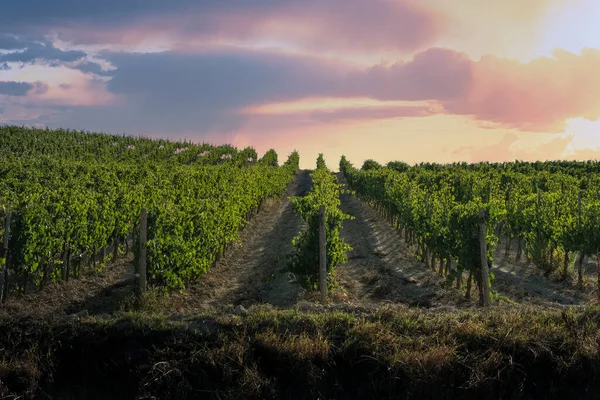 Tuscan Hill Red Grape Vineyard Rows — Stock Photo, Image