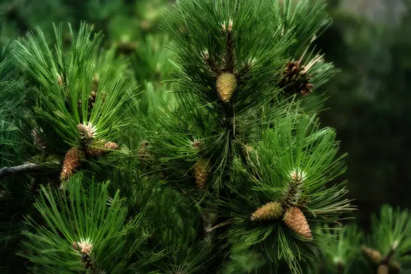 Kleine Tannenzapfen Auf Einigen Ästen Von Kiefern Mit Mitternachtseffekt — Stockfoto