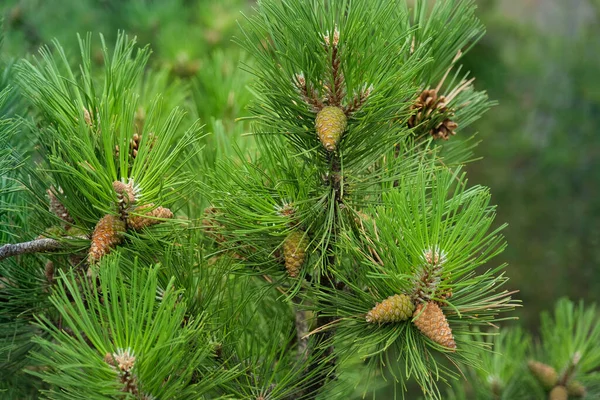 Kleine Tannenzapfen Auf Einigen Ästen Von Kiefern — Stockfoto