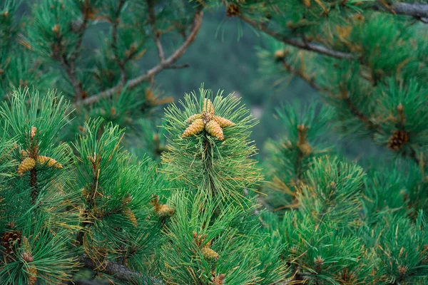 Kleine Tannenzapfen Auf Einigen Ästen Von Kiefern — Stockfoto