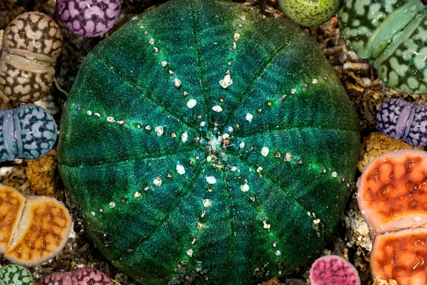 Groupe Lithops Colorés Succulents — Photo
