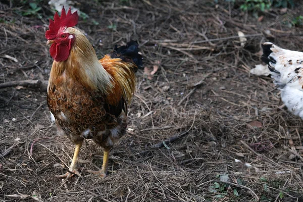 Close Rooster Field — Stock Photo, Image