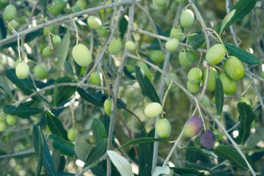 Meyveli bir zeytin ağacının yakın çekimi.