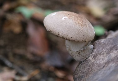 Tek bir mantar bir ağaç gövdesine yapışmış.