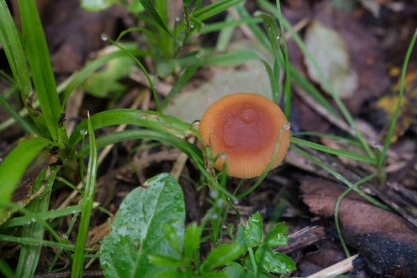 Champignon Sauvage Unique Couleur Orange — Photo