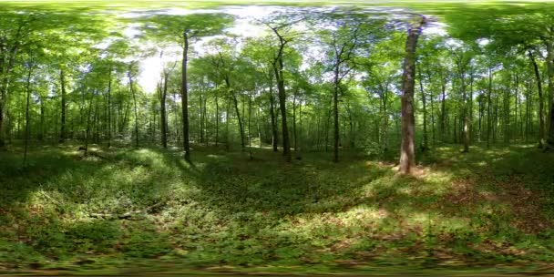360 vr floresta timelapse panorâmica 4k — Vídeo de Stock