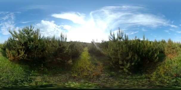 360 vr Jovens pinheiros no campo grama quente verão dia 4k — Vídeo de Stock