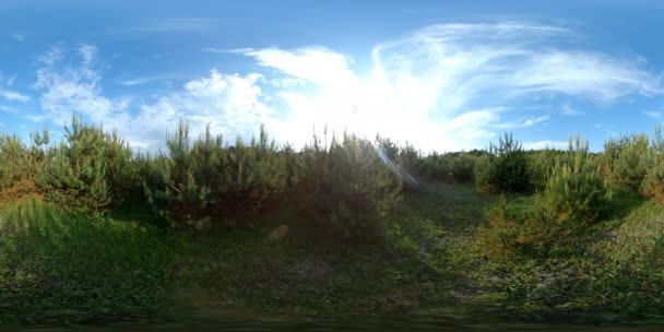 360 Young Pines Field Grass Hot Summer Day Video — Stock Video