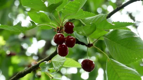 Cherry on the tree 4k — Stock Video