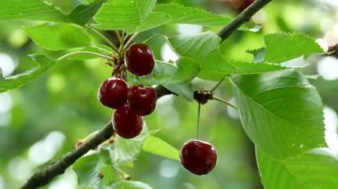 Kiraz ağacı 4k üzerinde