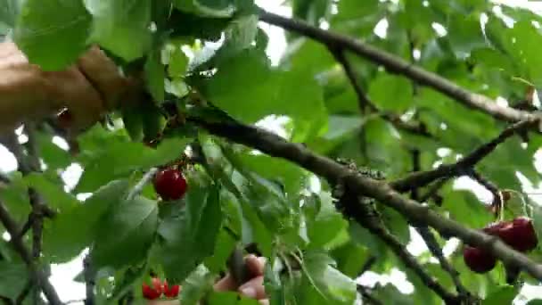 Cherry on the tree 4k — Stock Video
