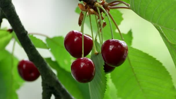 Kirsche auf dem Baum 4k — Stockvideo