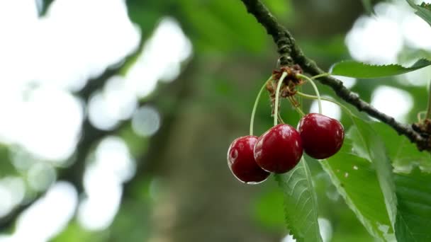 Kers op de boom 4k — Stockvideo