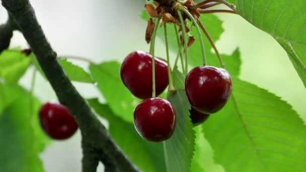 Cereza en el árbol 4k — Vídeo de stock