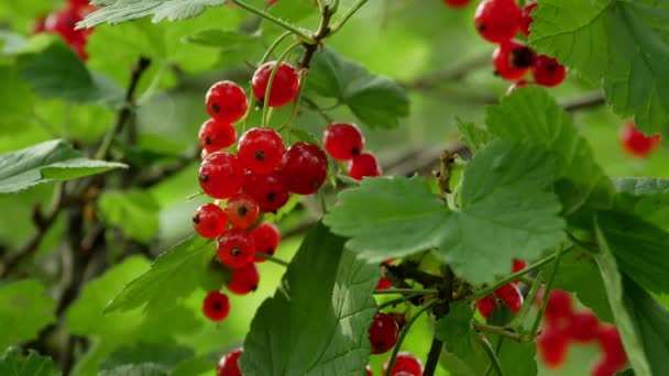 Rode Ribes rubrum bessen aalbes 4k — Stockvideo