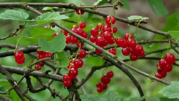 Κόκκινο Ribes rubrum μούρα φραγκοστάφυλο 4k — Αρχείο Βίντεο