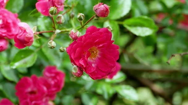 Vermelho poliantha rosa arbusto 4k — Vídeo de Stock