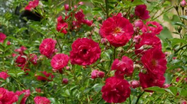 Bush 4 k video kırmızı polyantha gül