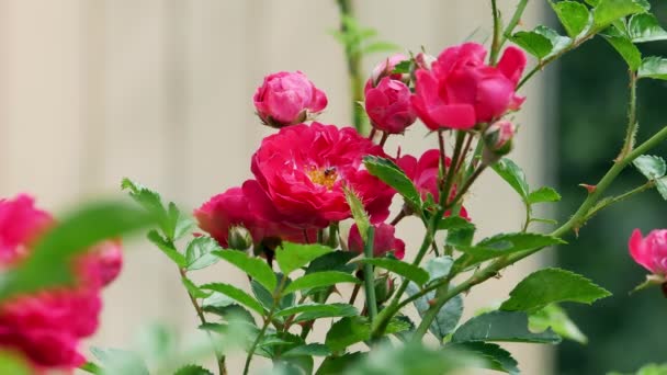 Rosa roja polyantha arbusto 4k — Vídeos de Stock