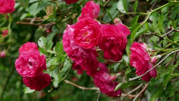 Červená polyantha růže bush 4k — Stock video