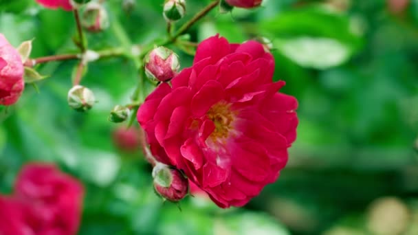 Červená polyantha růže bush 4k — Stock video