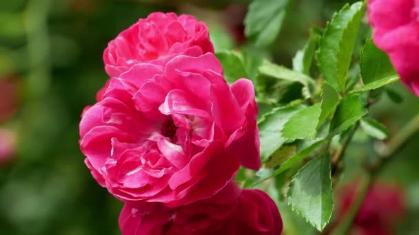 Red polyantha rose bush 4k — Stock Video