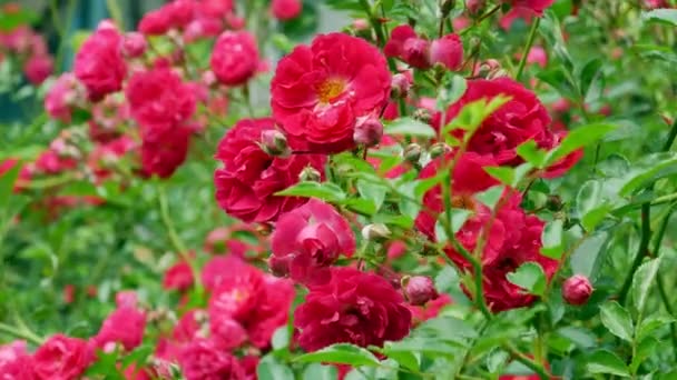 Cespuglio di rosa poliantha rosso 4k — Video Stock