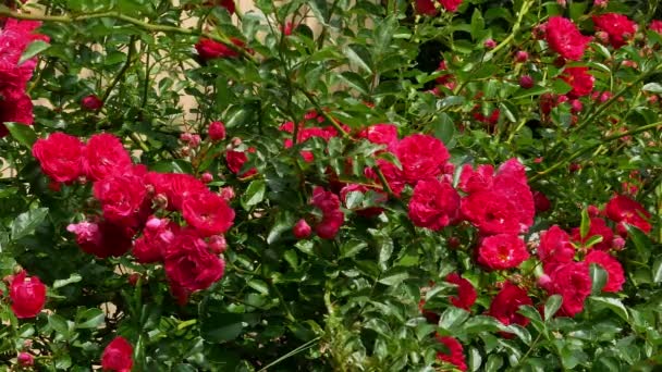 Rosa roja polyantha arbusto 4k — Vídeos de Stock