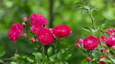 Bush 4 k kırmızı polyantha gül