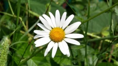 Papatya çiçeği 4 k kapatın