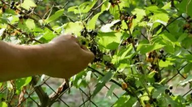 siyah kuş üzümü güneşli yaz gün 4k
