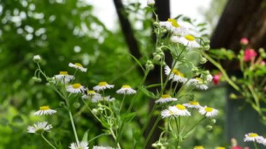 kır çiçeği 4k üzerindeydi