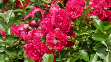 Bal arıları Gül Bush 4k