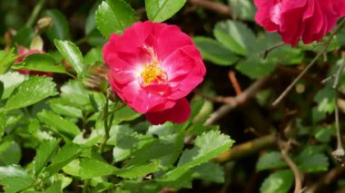 Bal arıları Gül Bush 4k