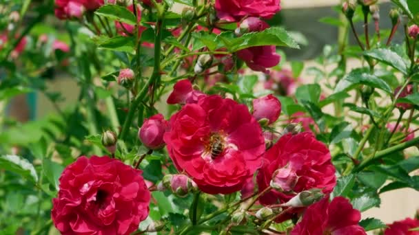 玫瑰灌木中的蜂蜜蜜蜂4k — 图库视频影像