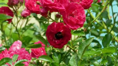 Bumblebee gül bush 4 k nektar toplar