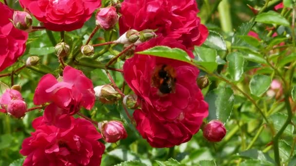 Bumblebee recoge néctar de rosal 4k — Vídeos de Stock