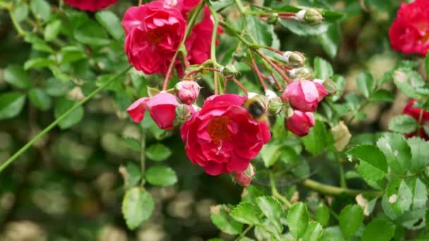 Bumblebee collects nectar from rose bush 4k — Stock Video