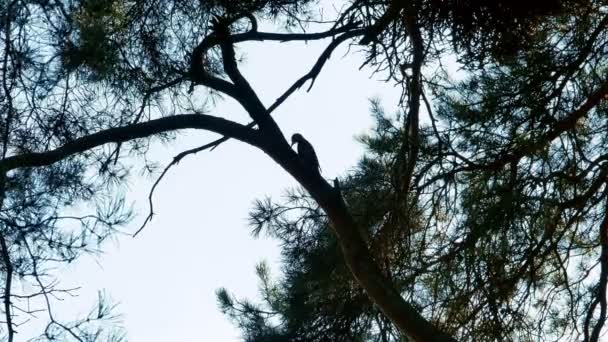 Δρυοκολάπτης με πολύχρωμα φτερά που κάθεται σε ένα δέντρο δάσος 4k — Αρχείο Βίντεο