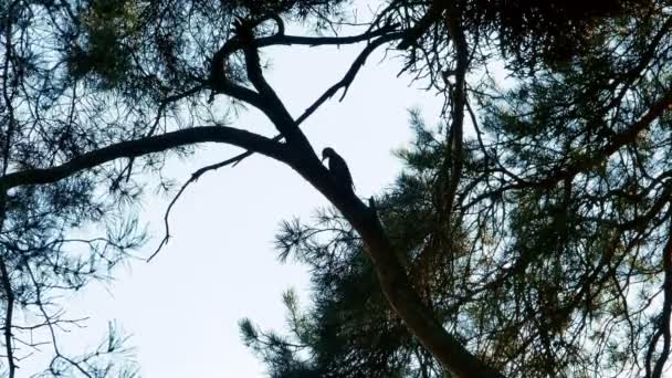 Specht mit bunten Federn sitzt auf einem Baumwald 4k — Stockvideo