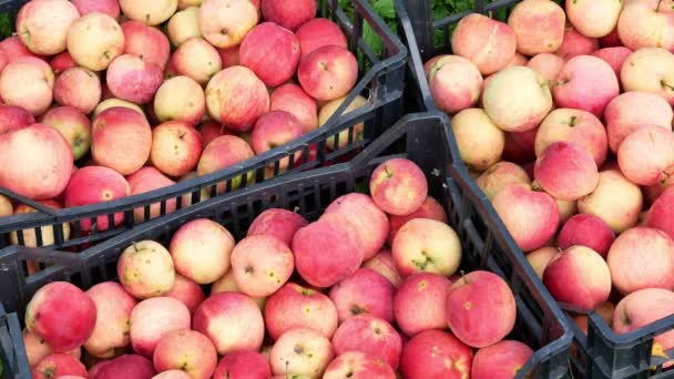 Apple fruits harvest video 4k — Stock Video