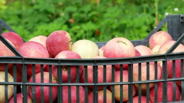 Cosecha de frutas de manzana video 4k — Vídeos de Stock