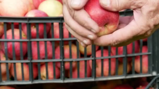 Apple fruits harvest video 4k — Stock Video